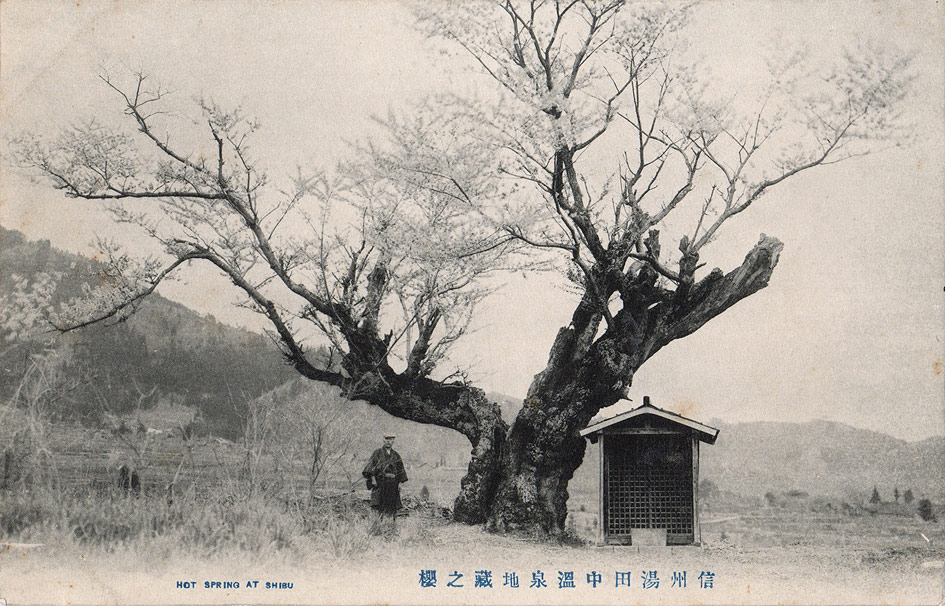 湯田中温泉 地蔵の桜