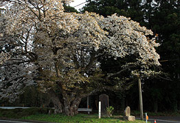 沢の大桜