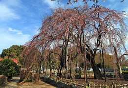 清瀧院のしだれ桜