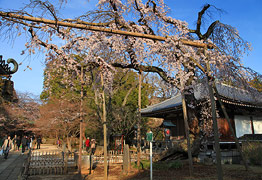 東漸寺のしだれ桜