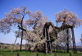 米沢 千歳桜