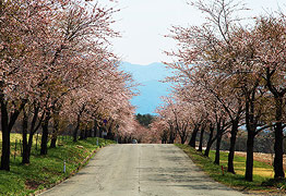 猪苗代町町営牧場の桜並木