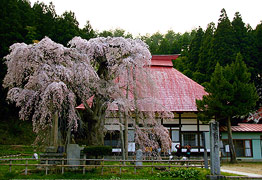 永泉寺の桜