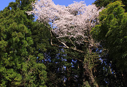 石村の種蒔桜