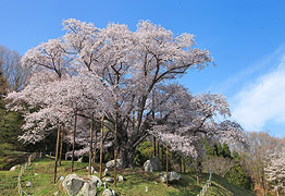 越代の桜