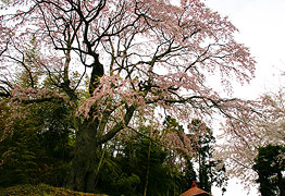 込木地蔵桜