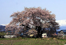馬ノ墓の種蒔桜