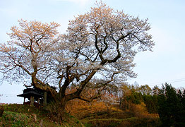 吉野辺の種まき桜