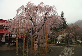 長楽寺のしだれ桜
