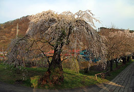 大運寺の桜