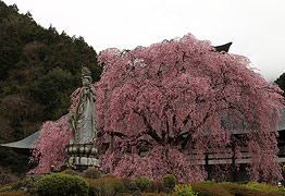 宝積寺のしだれ桜
