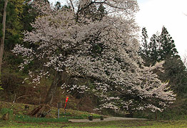 泉沢の陽気桜