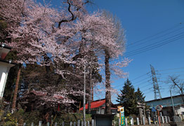 川戸神社のお蒔桜
