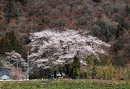大隅桜