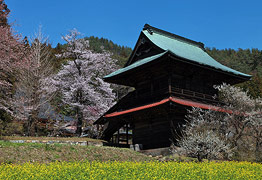 応永寺の桜