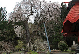 三福寺のしだれ桜