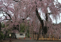 観音寺の枝垂れ桜