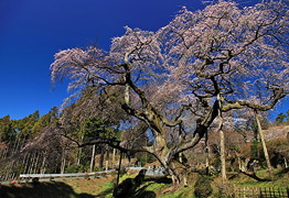 泉福寺のしだれ桜