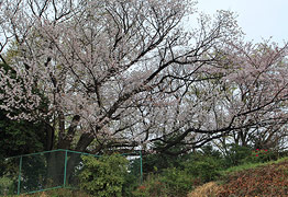光明寺の山桜