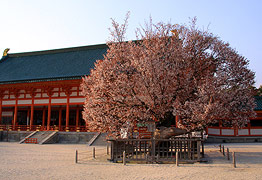 平安神宮 左近の桜