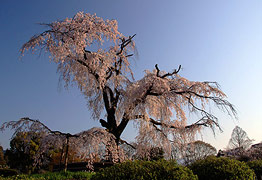 円山公園 祇園しだれ桜