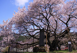 延命地蔵堂の桜