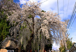 村社深澤神社のしだれ桜