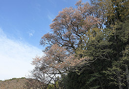八王子神社のめおと桜
