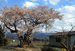 原田の桜