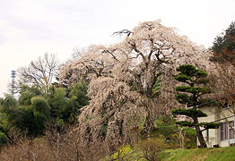 麻績の里 石塚桜