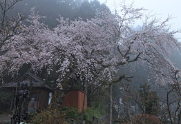 観音寺のしだれ桜