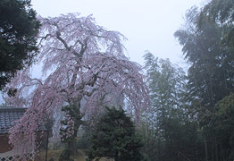 興徳寺のしだれ桜