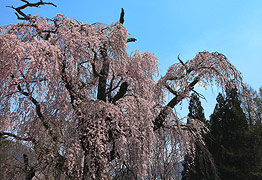 久保の大枝垂桜