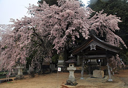 御射山神社のしだれ桜
