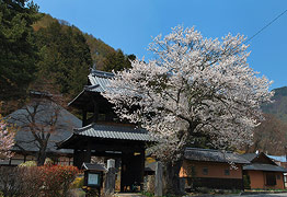 信定寺の桜
