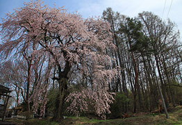 諏訪神社前のしだれ桜