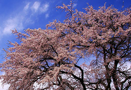 須坂の桜
