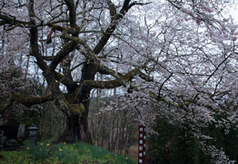 立屋の桜