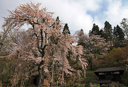 伝行山の徹燃桜
