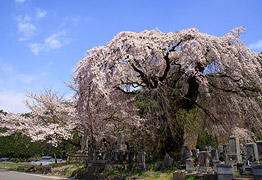 東照寺のしだれ桜