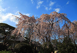 中院の桜