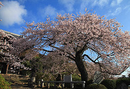 聖天院のひがん桜