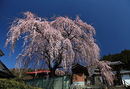 東昌寺のしだれ桜