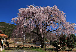 上福岡公民館のしだれ桜