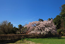 田野町のしだれ桜