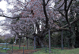 西山辰街道の大桜