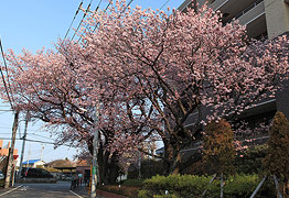 ハリウッドの大寒桜