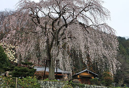 浄福寺のしだれ桜