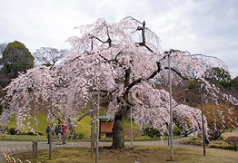 小石川後楽園 しだれ桜