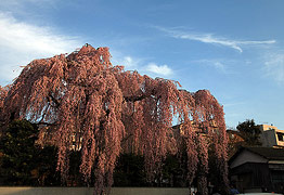 高楽寺 姫桜